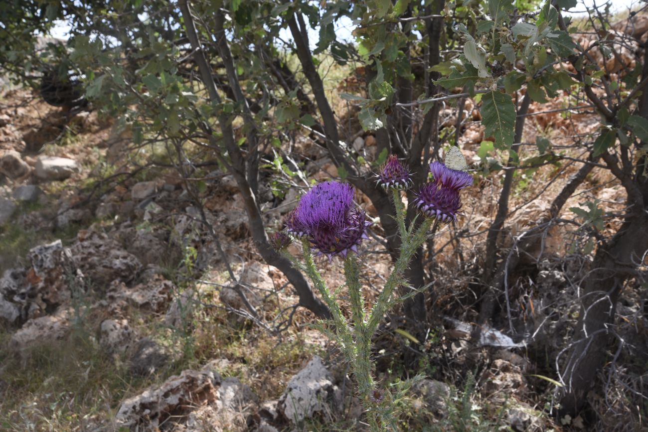 Image of Onopordum carduchorum specimen.