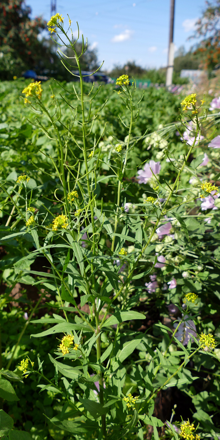 Image of Erysimum cheiranthoides specimen.
