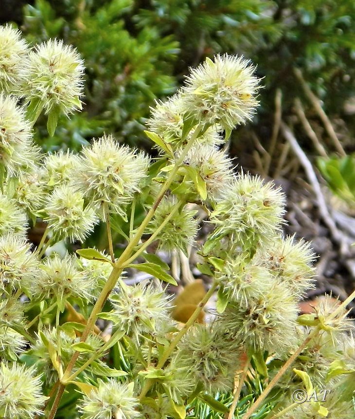 Image of genus Thymus specimen.