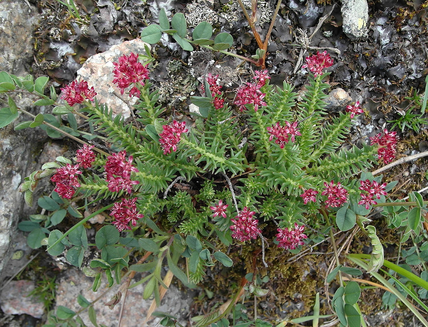 Изображение особи Rhodiola coccinea.