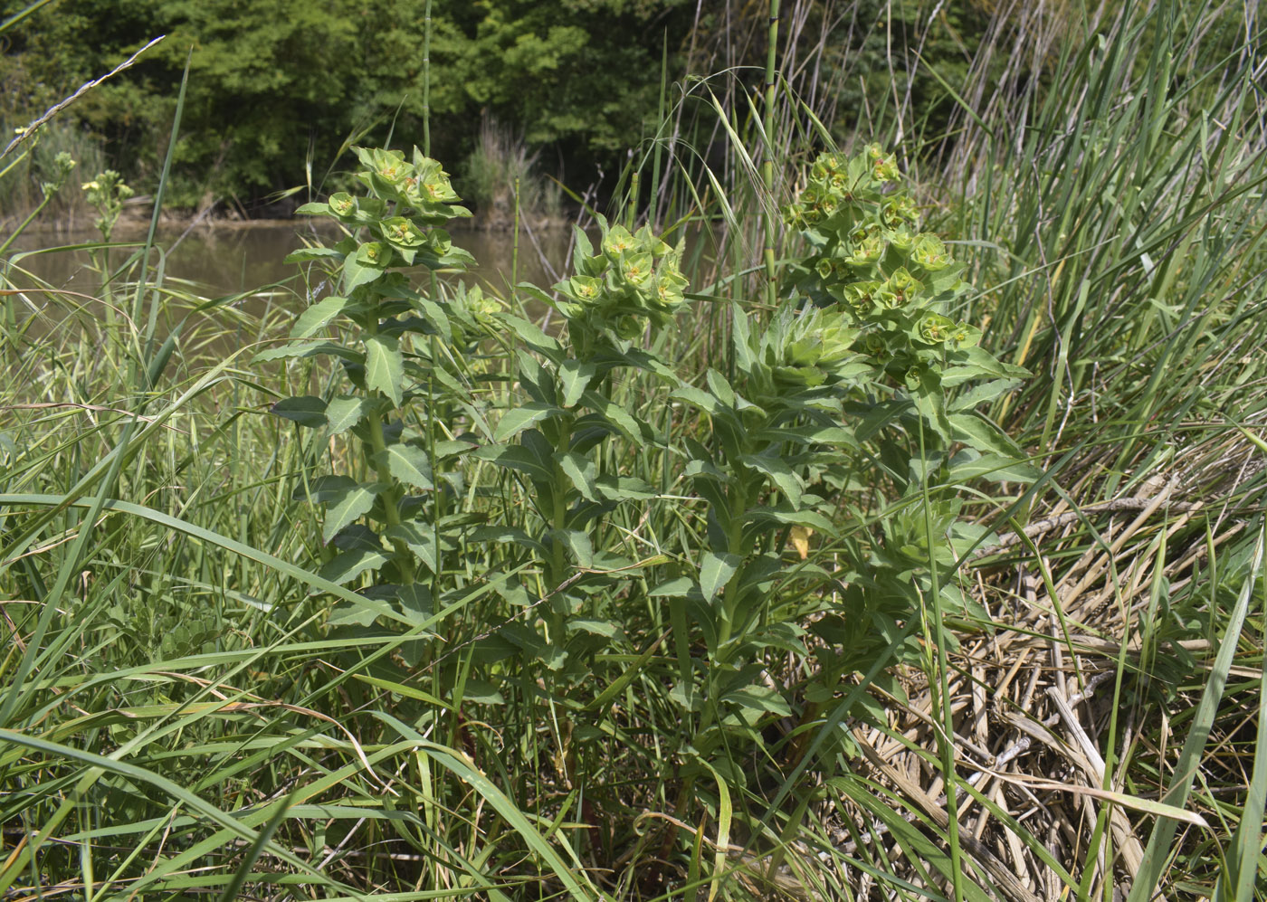 Image of Euphorbia hirsuta specimen.