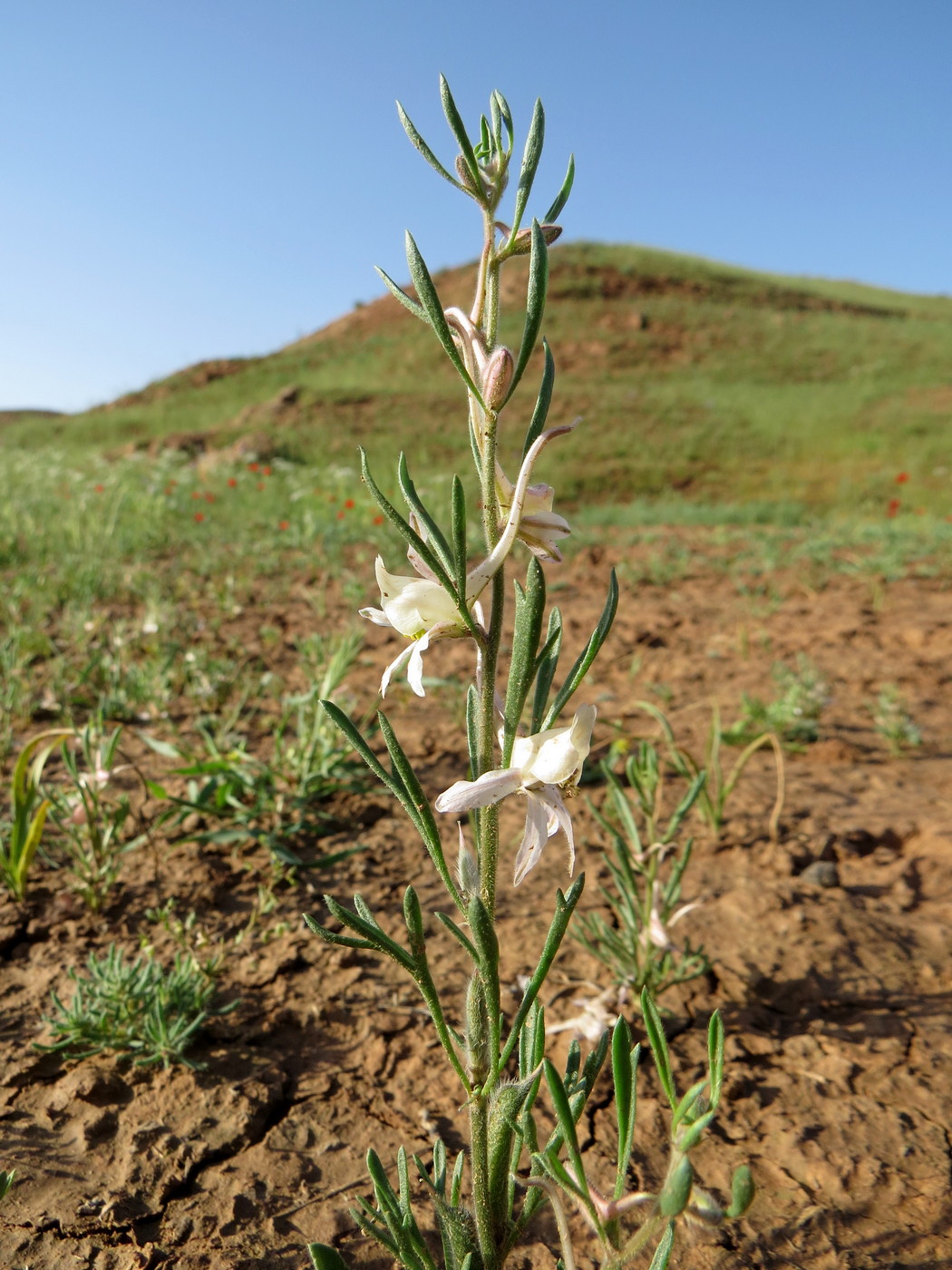 Изображение особи Delphinium rugulosum.