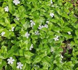 Vinca major. Цветущие растения. Волгоград, ул. Городовикова. 06.05.2026.
