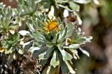 Asteriscus sericeus