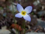 familia Rubiaceae. Хьюстония голубая (небесно-голубая). Houstonia caerulea. В природе. Галифакс, 26 июня 2020 г.