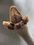 Fraxinus pennsylvanica. Верхушка побега с просыпающимися почками. Санкт-Петербург, 02.05.2011.