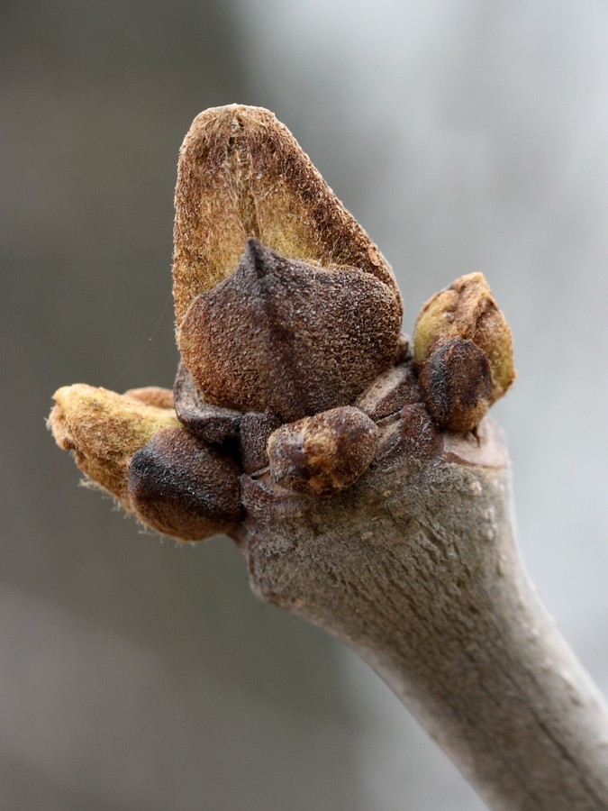 Image of Fraxinus pennsylvanica specimen.