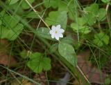 Trientalis europaea