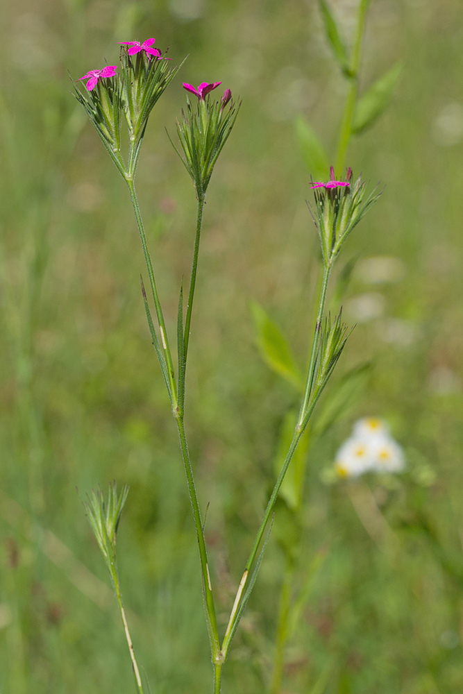 Изображение особи Dianthus armeria.