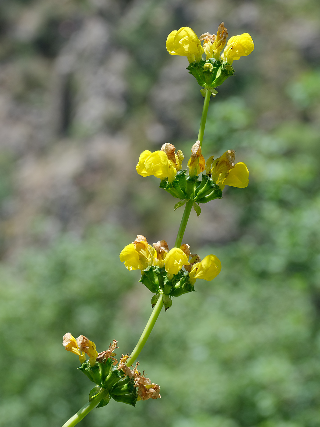 Image of Phlomoides tadschikistanica specimen.