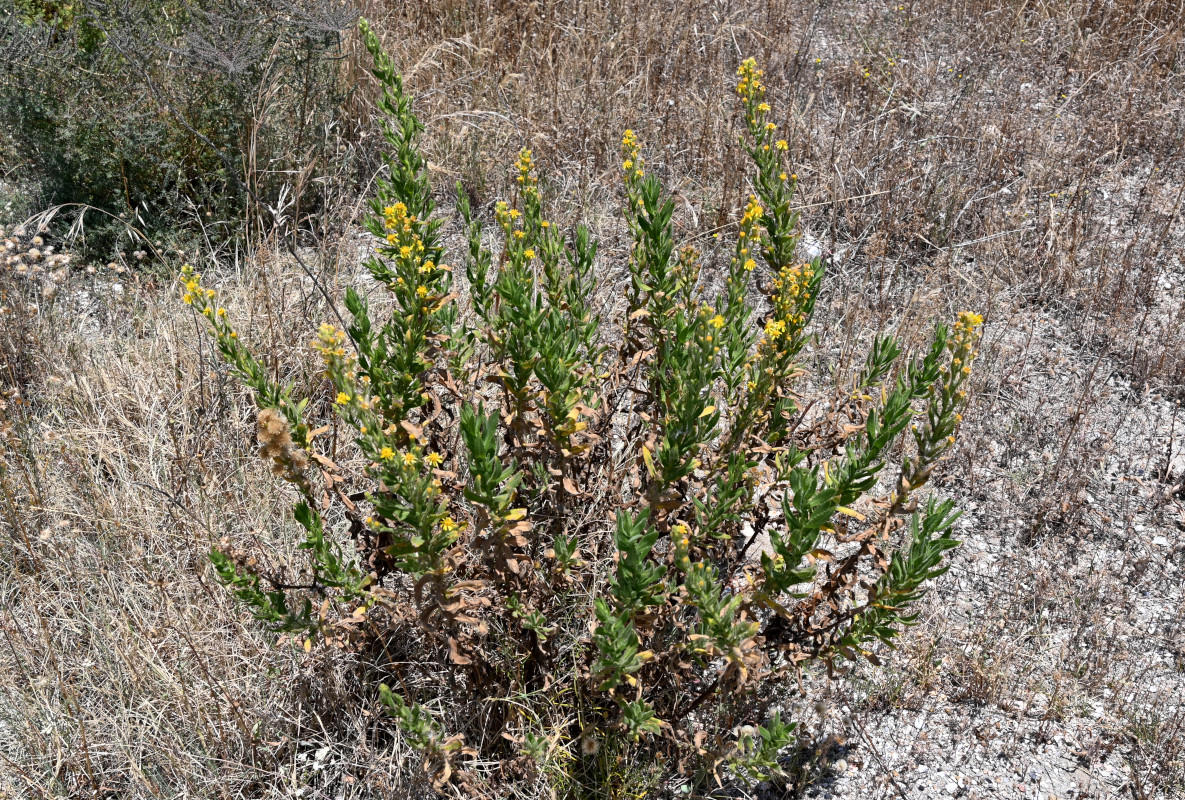 Image of Dittrichia viscosa specimen.