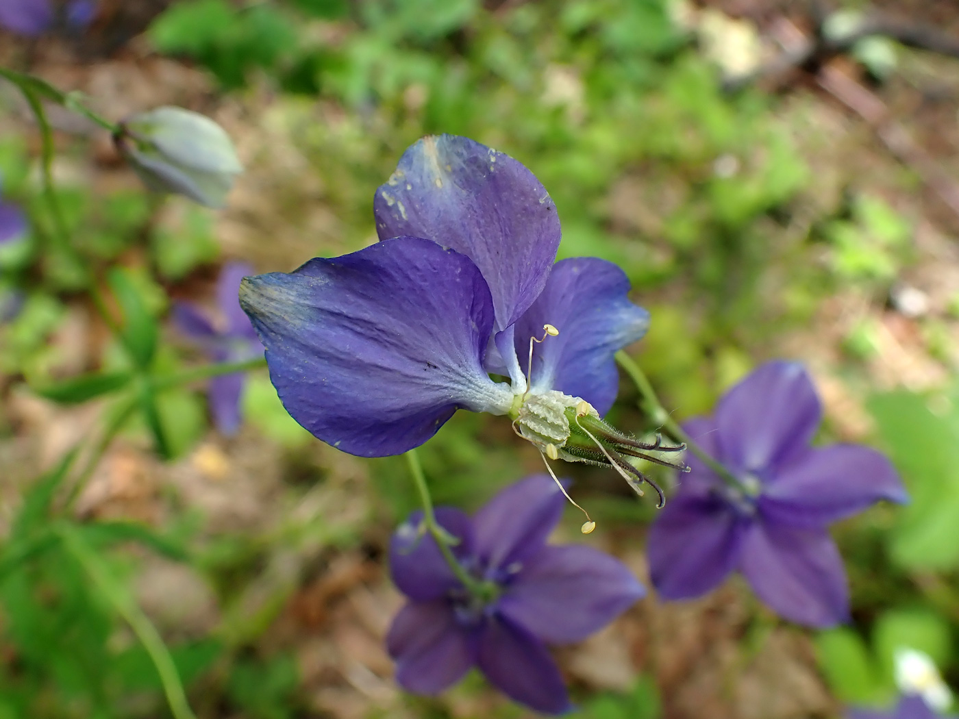 Image of Aquilegia parviflora specimen.