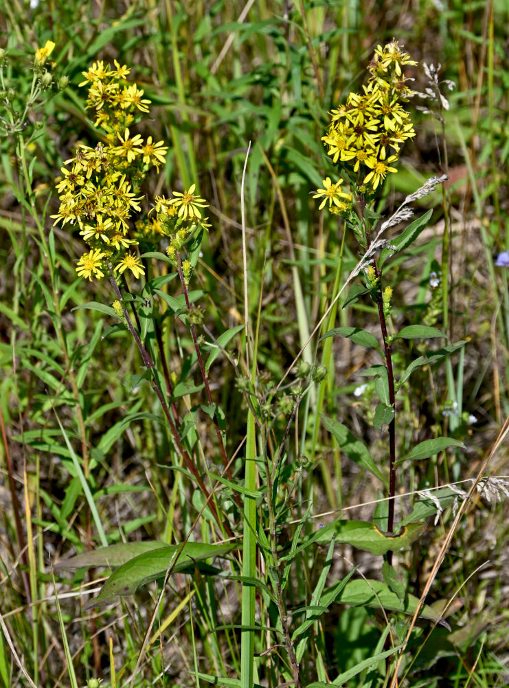 Image of Solidago virgaurea specimen.
