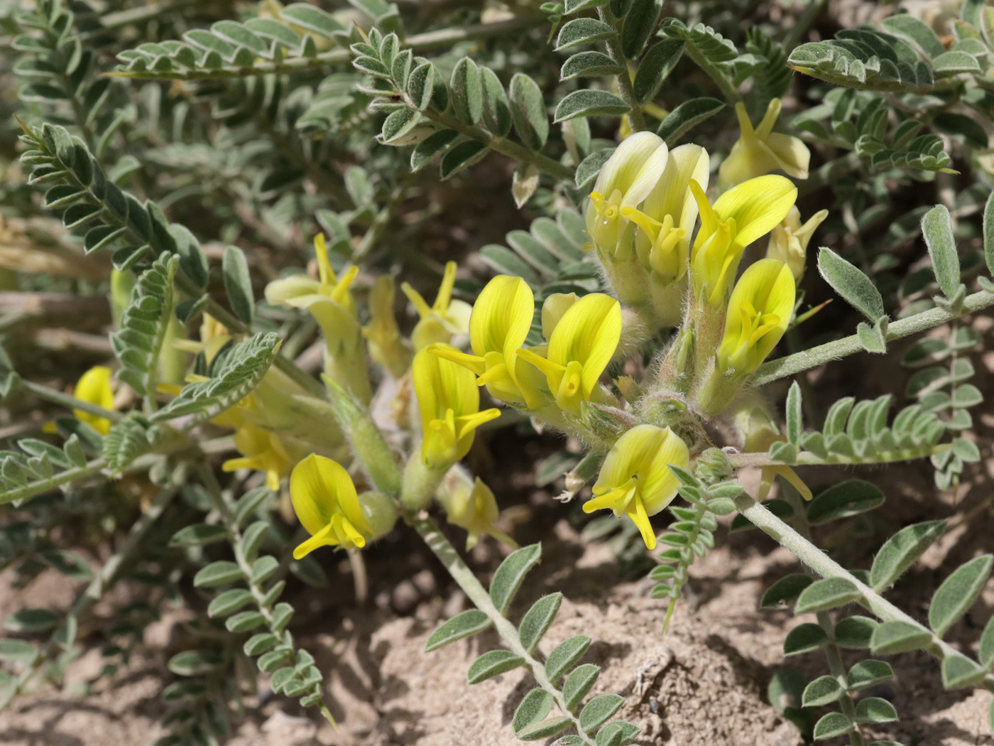 Image of genus Astragalus specimen.