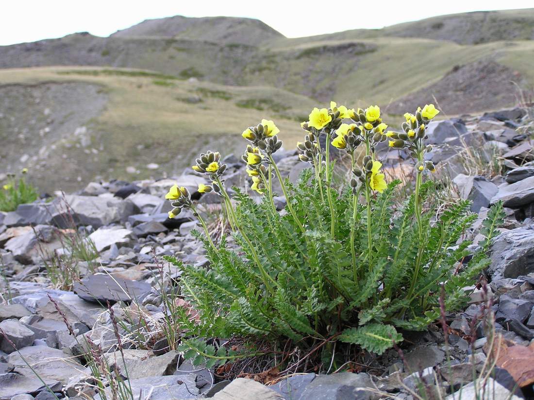 Image of Biebersteinia odora specimen.