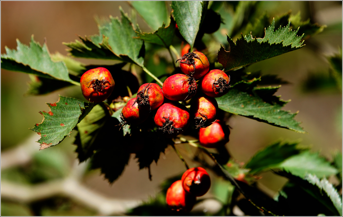 Изображение особи Crataegus submollis.