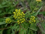 Patrinia rupestris. Верхушка бутонизирующего побега. Хабаровский край, Комсомольский р-н, с. Верхняя Эконь, берег р. Амур, на скальном грунте. 07.07.2026.