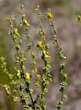 Verbascum sinuatum. Часть соцветия с распустившимися цветками и бутонами. Португалия, г. Лиссабон, пустырь. 16.06.2026.