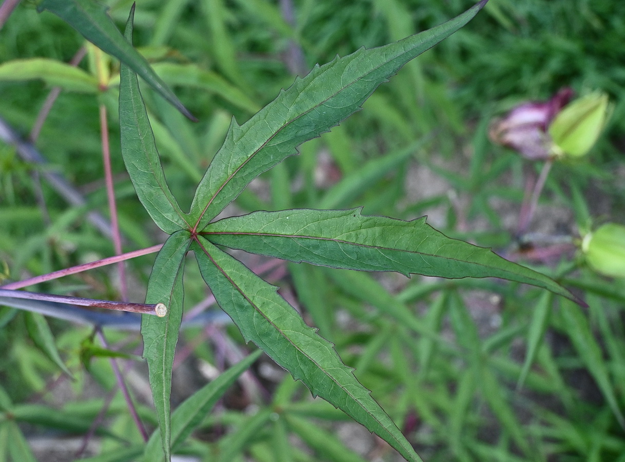 Image of Hibiscus coccineus specimen.