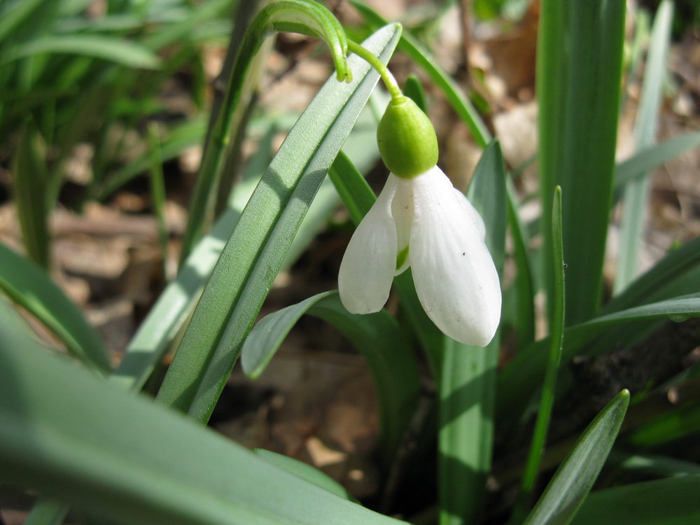 Image of Galanthus alpinus specimen.