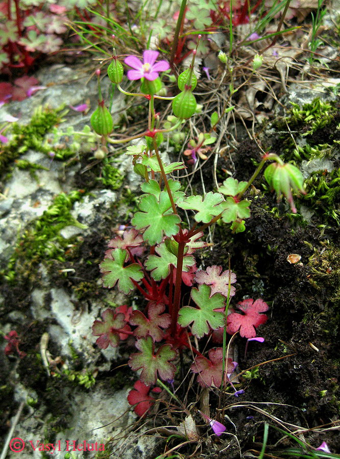 Изображение особи Geranium lucidum.