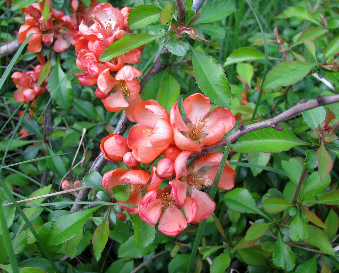 Image of Chaenomeles japonica specimen.