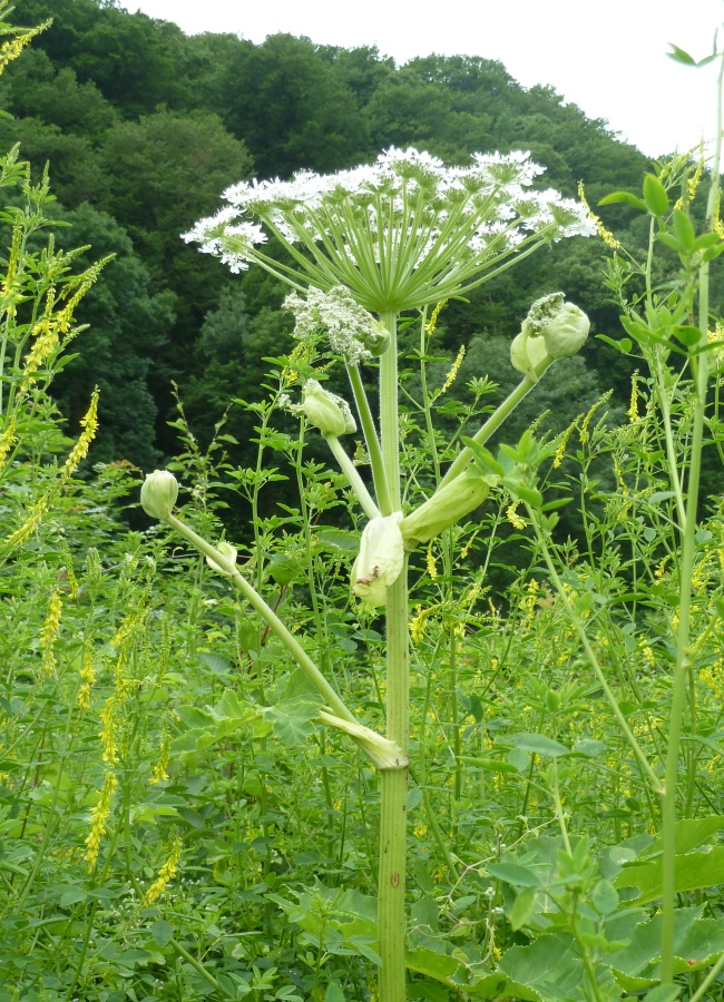 Изображение особи Heracleum mantegazzianum.