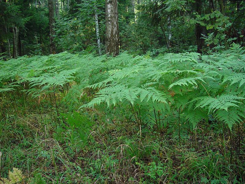 Изображение особи Pteridium pinetorum ssp. sibiricum.