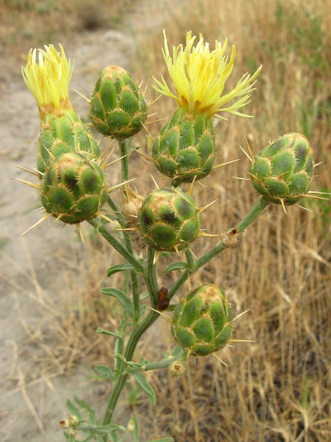 Image of Centaurea salonitana specimen.
