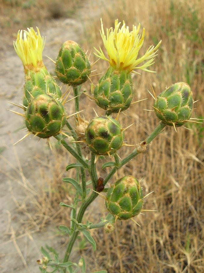 Изображение особи Centaurea salonitana.