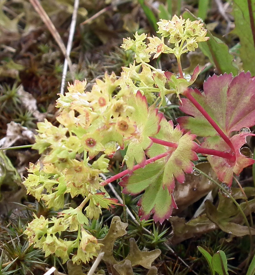 Image of genus Alchemilla specimen.