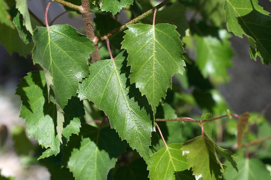 Изображение особи Betula tianschanica.