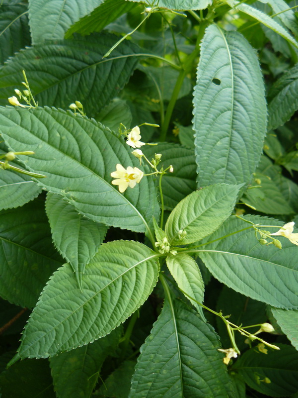 Image of Impatiens parviflora specimen.