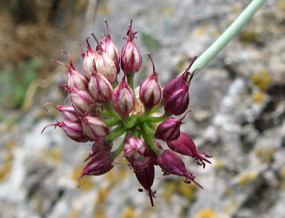 Изображение особи Allium sphaerocephalon.