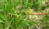 genus Carex