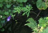 Aconitum karafutense