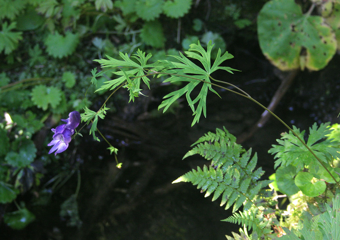 Изображение особи Aconitum karafutense.