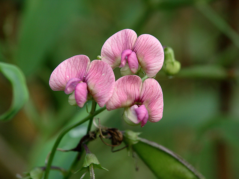 Изображение особи Lathyrus sylvestris.