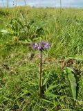 Saussurea alpina. Цветущее растение. Полярный Урал, долина Левого Кечпеля, луговина на склоне холма. 20.07.2011.