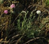 Allium caricifolium