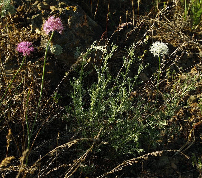 Изображение особи Allium caricifolium.