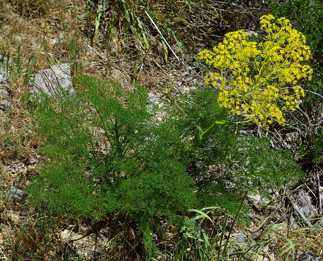 Изображение особи Ferula tenuisecta.