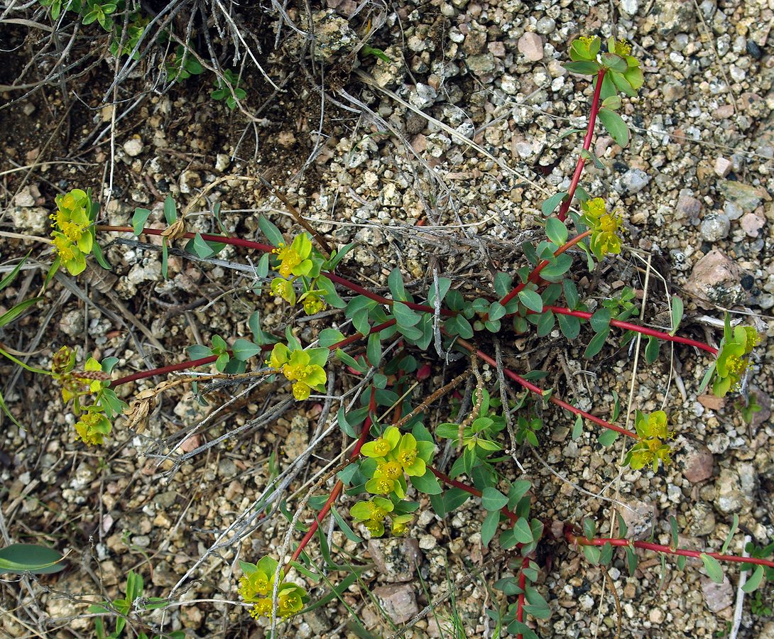 Изображение особи Euphorbia pachyrrhiza.