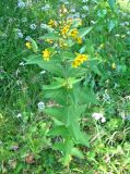 Lysimachia vulgaris. Цветущее растение. Тверская обл., Весьегонский р-н, окрестности дер. Беняково, берег залива Рыбинского водохранилища по р. Сёбла. 23.07.2011.