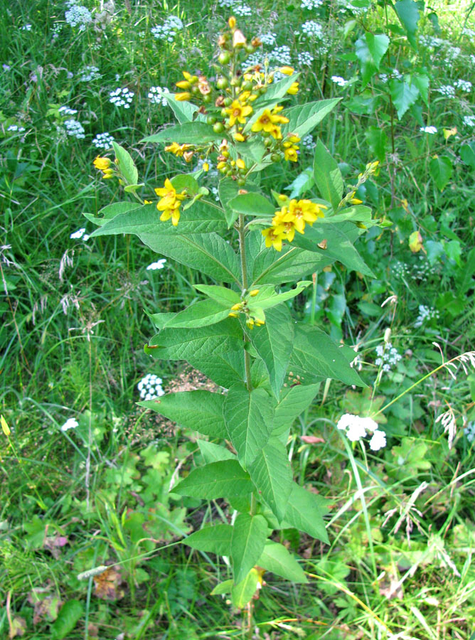 Изображение особи Lysimachia vulgaris.