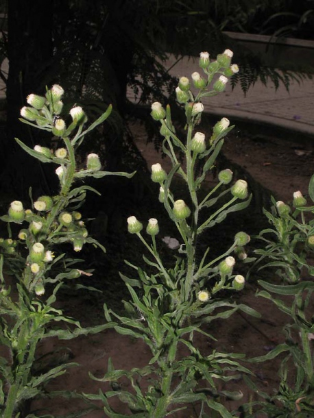 Image of Conyza bonariensis specimen.