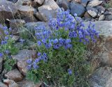 Delphinium brunonianum. Цветущее растение. Таджикистан, Памир, озеро Турунтай-Куль, 4200 м н.у.м. 13.08.2011.