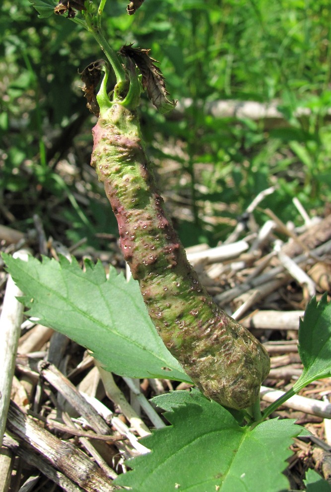Image of Veronica longifolia specimen.