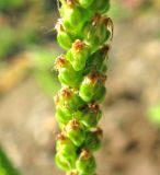Plantago uliginosa