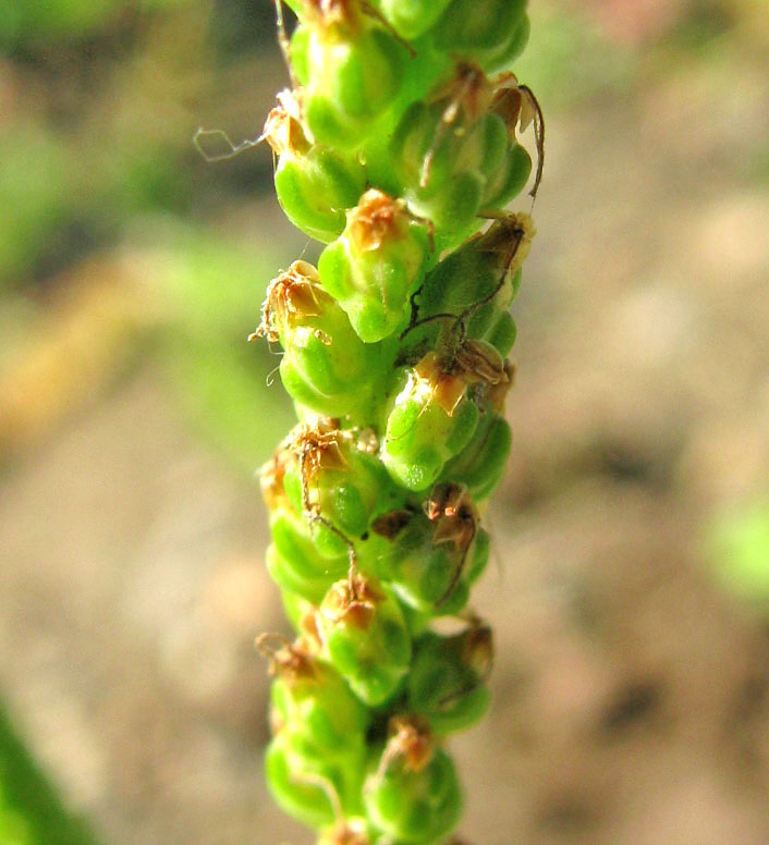 Изображение особи Plantago uliginosa.